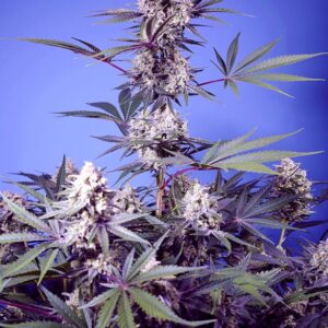 SWEET SEEDS - MENTAL RAINBOW F1 - Fast Version Fem. - 4 semi (3+1omaggio)