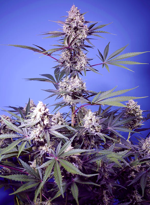 SWEET SEEDS - MENTAL RAINBOW F1 - Fast Version Fem. - 25 semi