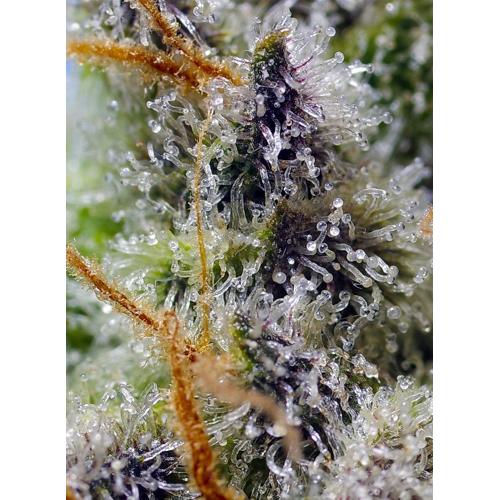 SWEET SEEDS - MENTAL RAINBOW F1 - Fast Version Fem. - 25 semi - immagine 2