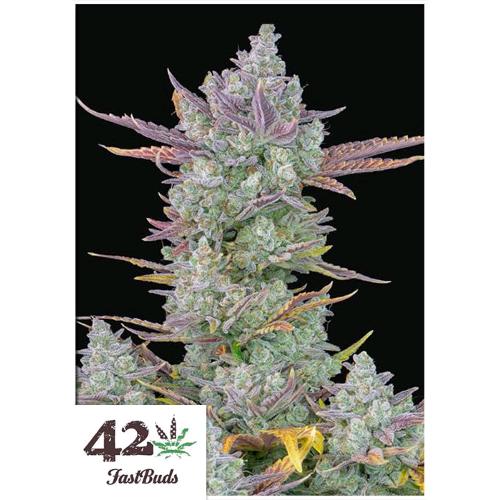 FAST BUDS - GORILLA COOKIES AUTO - 1 seme