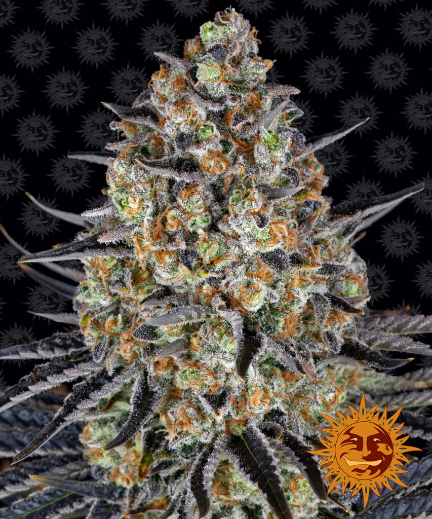 BARNEY'S FARM - LSD fem. - 1 seme