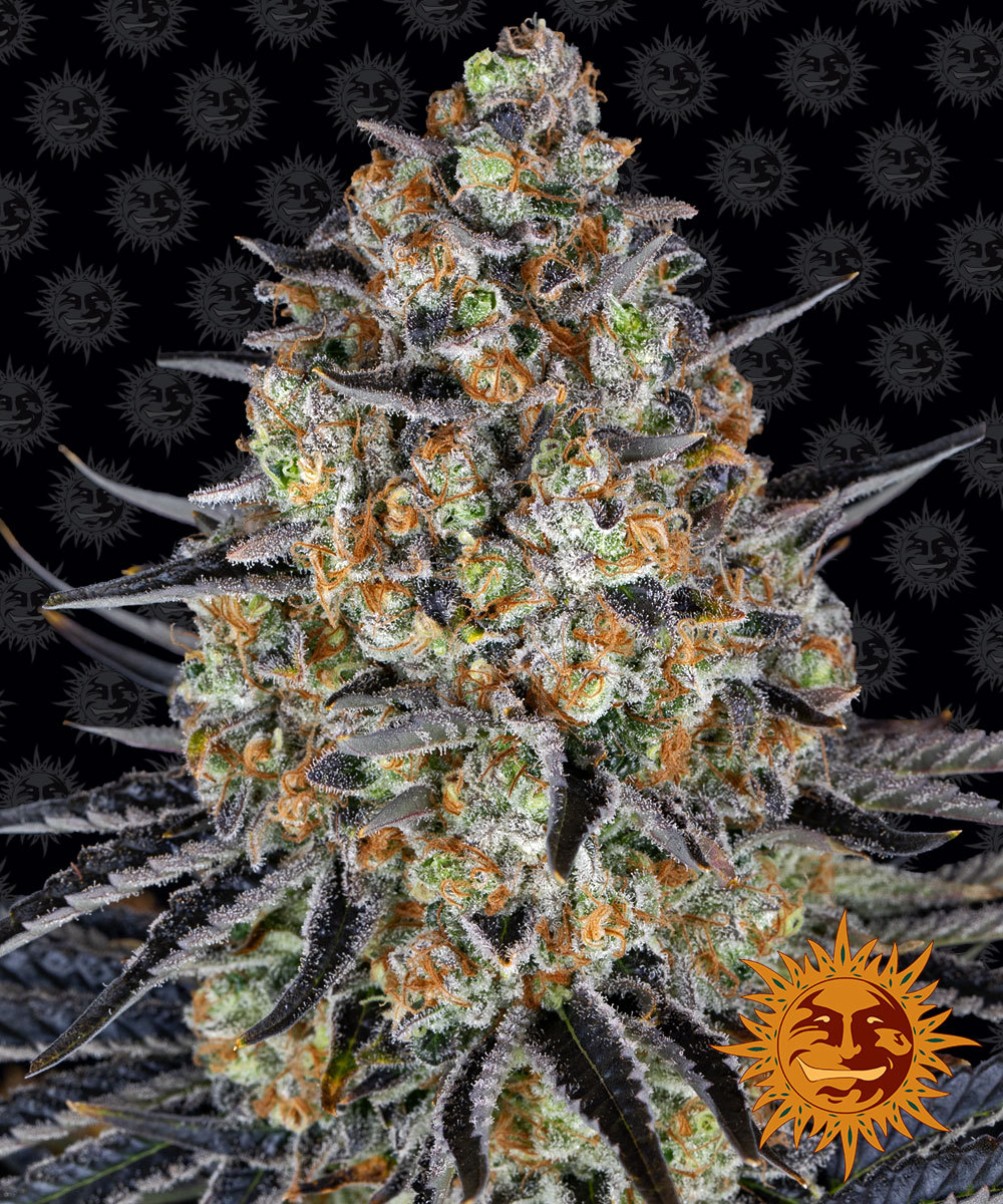 BARNEY'S FARM - LSD fem. - 10 semi