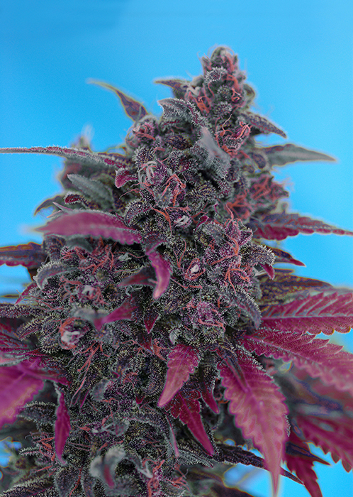 SWEET SEEDS - DARK DEVIL AUTO Fem. - 4 semi (3+1 in omaggio)