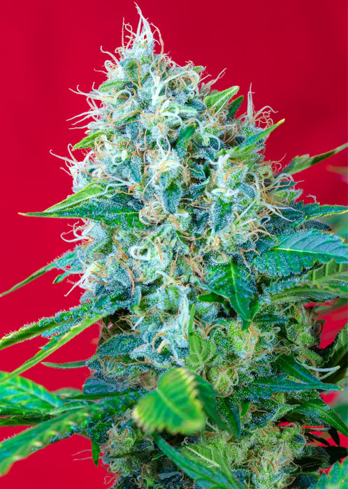 SWEET SEEDS - GREEN POISON Fem. - 100 semi