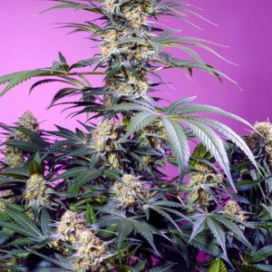 SWEET SEEDS - MONSTER MAKER - 4 semi (3+1omaggio)