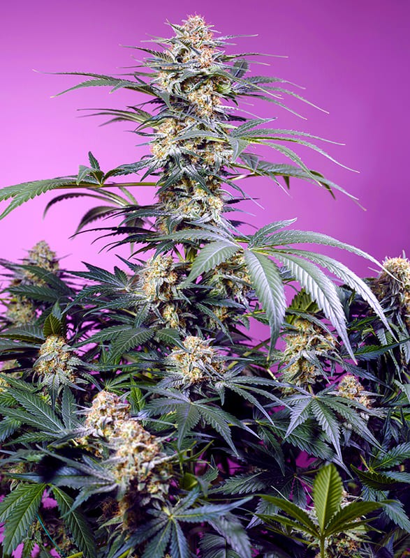 SWEET SEEDS - MONSTER MAKER - 25 semi