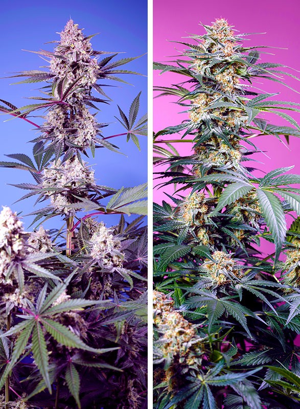 SWEET SEEDS - SWEET MONSTER MIX - 4 semi (2x Monster Maker + 2x Mental Rainbow F1) - immagine 2