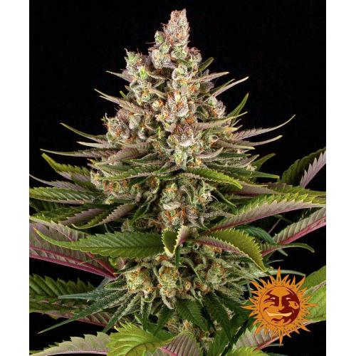 BARNEY'S FARM - SOUR STRAWBERRY fem. - 1 seme