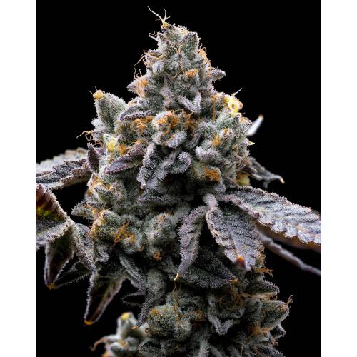 BARNEY'S FARM - GMO COOKIES fem. - 3 semi