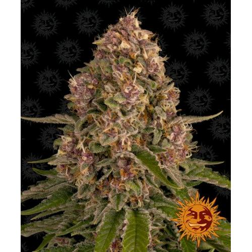 BARNEY'S FARM - PINK KUSH fem. - 10 semi
