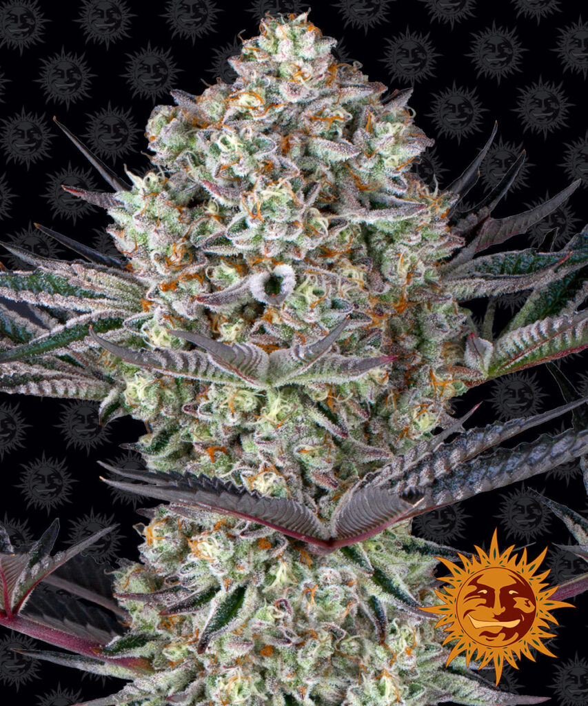 BARNEY'S FARM - DOS SI DOS 33 Fem. - 5 semi