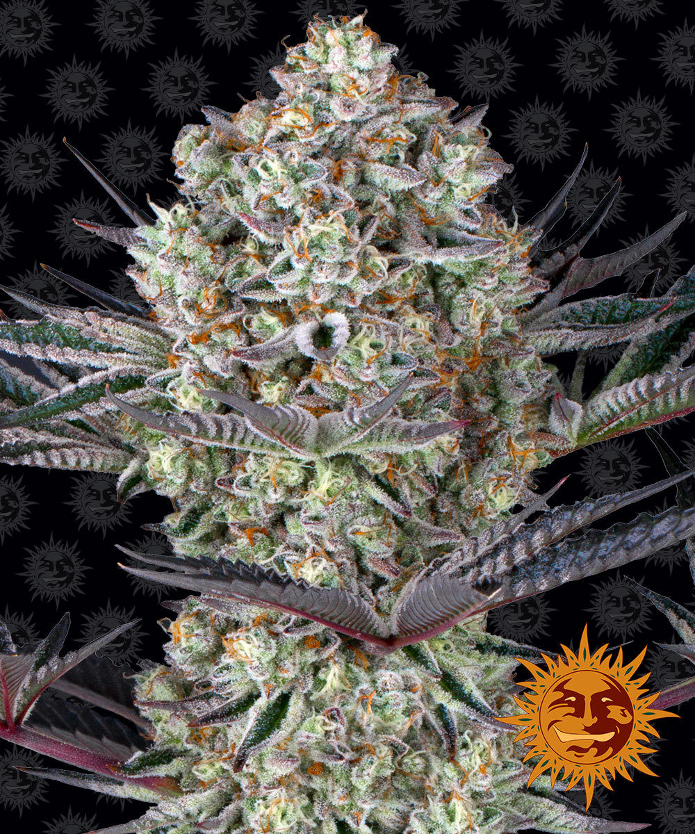 BARNEY'S FARM - DOS SI DOS 33 Fem. - 3 semi