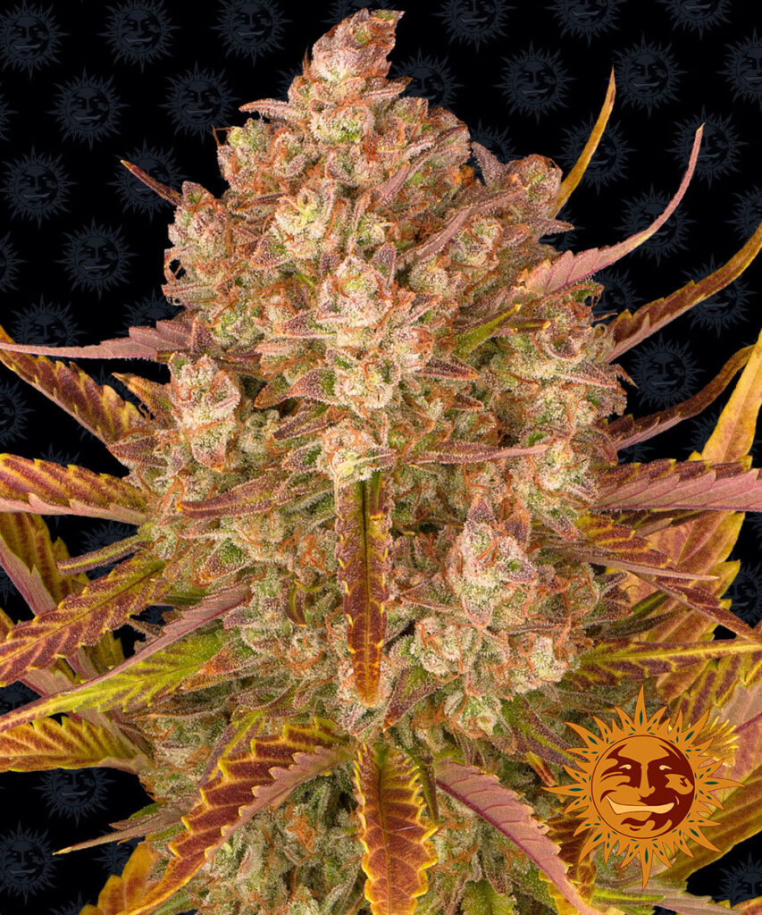 BARNEY'S FARM - DOS SI DOS AUTO fem. - 1 seme