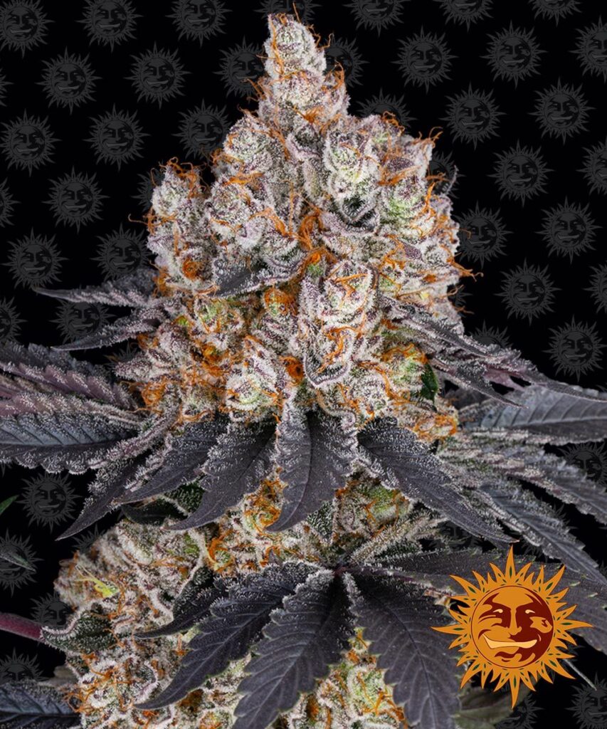 BARNEY'S FARM - GELATO Fem. - 1 seme