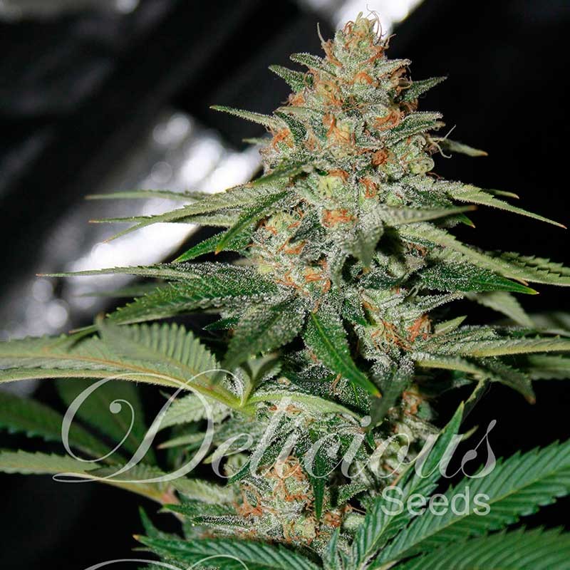 DELICIOUS SEEDS - Delicious Candy - 5 semi