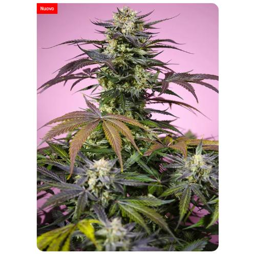 SWEET SEEDS - TERP EXPLOSION MIX - 4 semi (2x Gelonade + 2x Pink Guava F1) - immagine 2