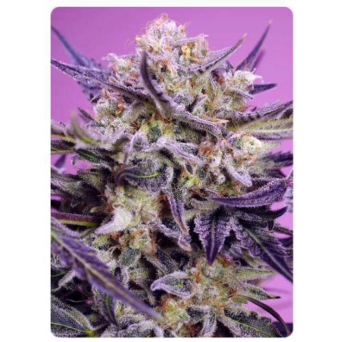 SWEET SEEDS - TERP EXPLOSION MIX - 4 semi (2x Gelonade + 2x Pink Guava F1) - immagine 3