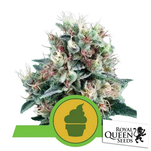 ROYAL QUEEN SEEDS - Royal Creamatic AUTO - 1 seme