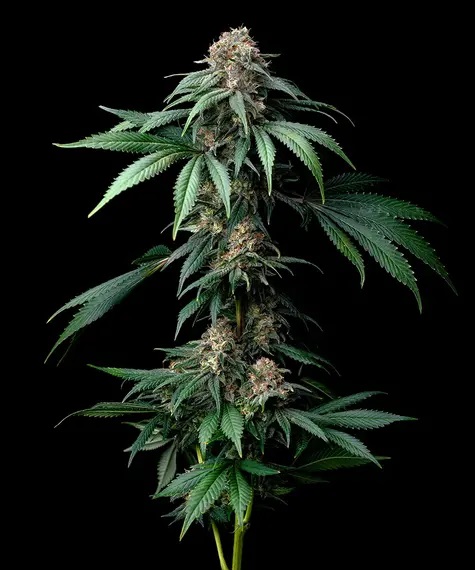 BARNEY'S FARM - Mendo Breath fem.  - 3 semi