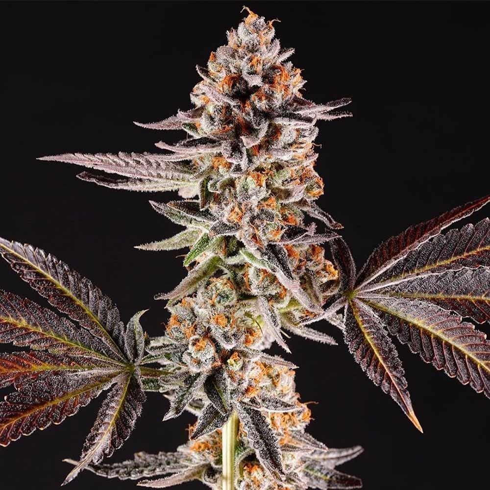 COMPOUND GENETICS - LA BOMBA Fem. - 5 semi
