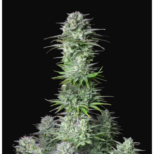 FAST BUDS - KOSHER CAKE AUTO - 1 seme