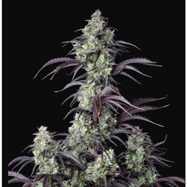 FAST BUDS - MIMOSA CAKE AUTO - 1 seme