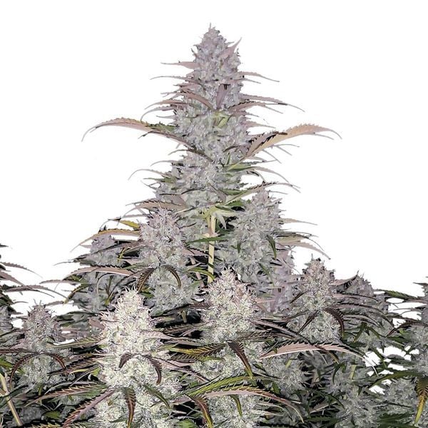 FAST BUDS - GREEN CRACK AUTO - 5 semi
