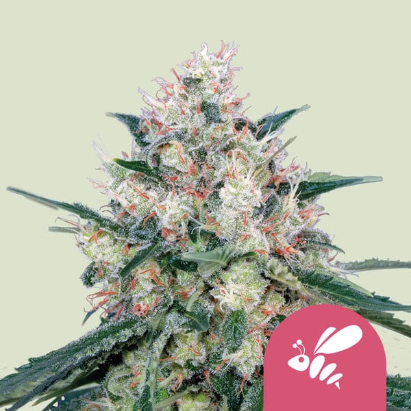 ROYAL QUEEN SEEDS - Honey Cream Fem. (Fast Flowering) - 1 seme