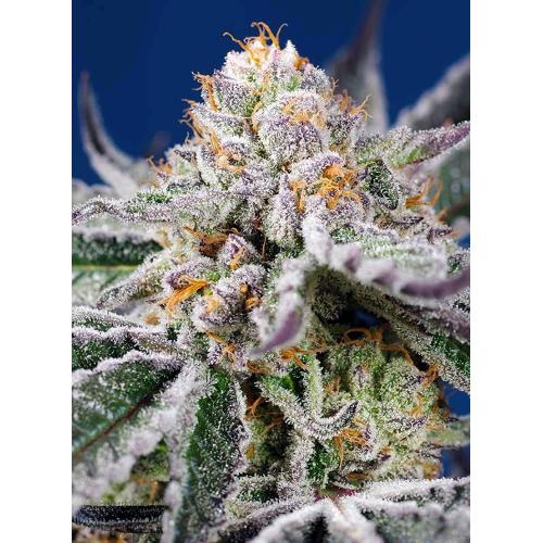 SWEET SEEDS - ORANGE APRICOT GLUE XL AUTO - 4 semi (3+1 in omaggio)