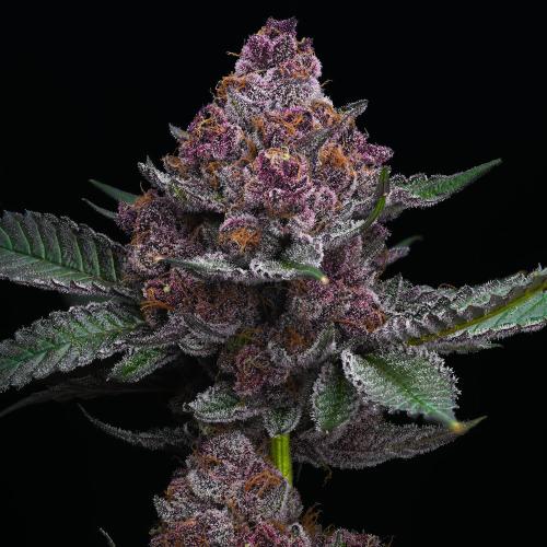 BARNEY'S FARM - Cherry Poppers fem. - 3 semi