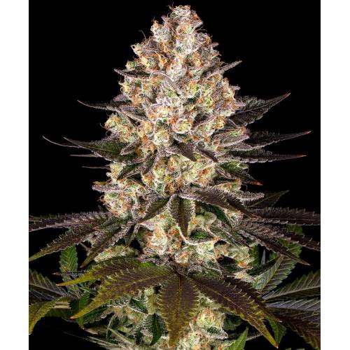 BARNEY'S FARM - Hindu Kush fem. - 10 semi