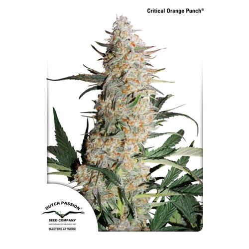 DUTCH PASSION - CRITICAL ORANGE PUNCH Fem. - 10 semi