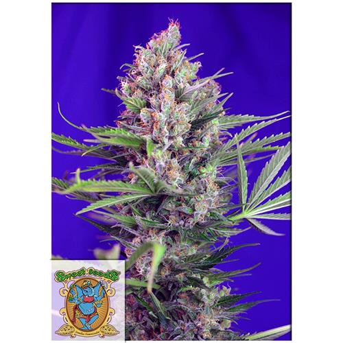 SWEET SEEDS - CREAM MANDARINE F1 - Fast Version - 4 semi (3+1 omaggio)