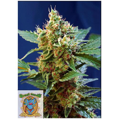 SWEET SEEDS - CREAM MANDARINE XL Auto - 4 semi (3+1 omaggio)