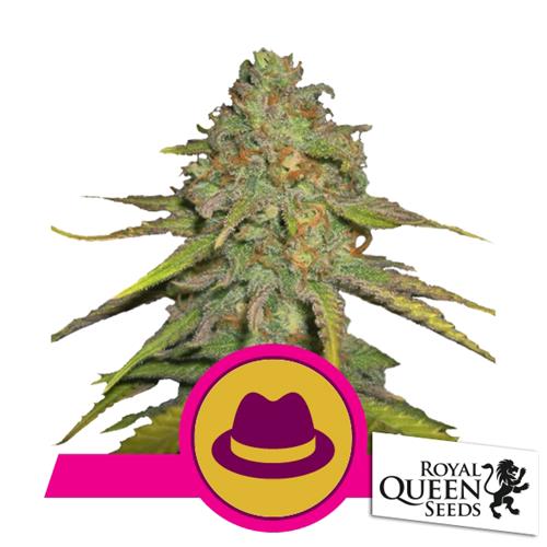 ROYAL QUEEN SEEDS - OG KUSH Fem. - 3 semi