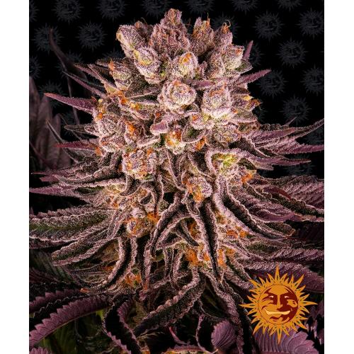 BARNEY'S FARM - Mimosa X OrangePunch fem. - 5 semi