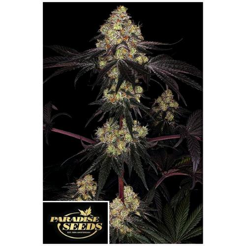 PARADISE SEEDS - SUNSET PARADISE Fem. - 10 semi