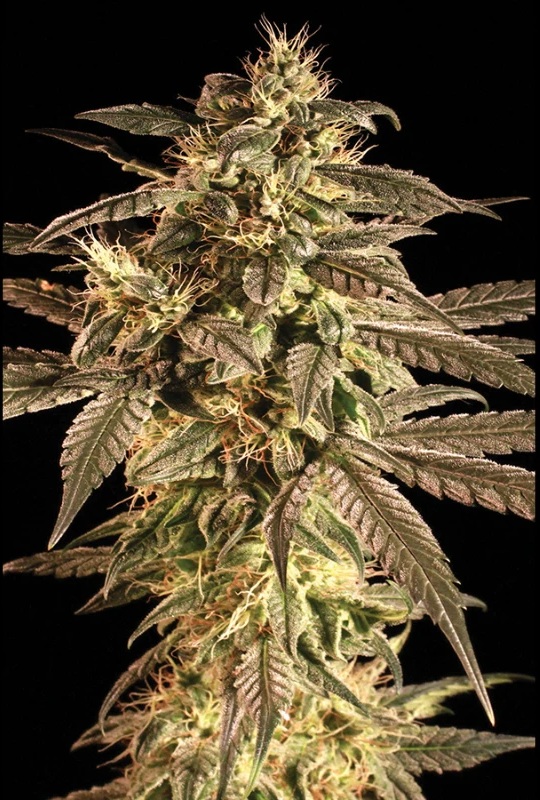 SEEDSALAD - Auto Maxi Cloud fem. - 3 semi