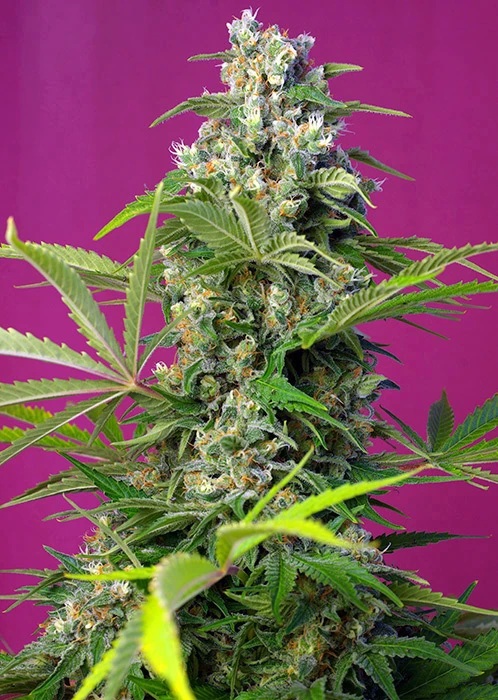SWEET SEEDS - GORILLA GIRL fem. - 25 semi