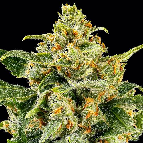 BARNEY'S FARM - SKUNK #1 Fem. - 10 semi