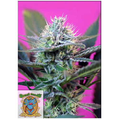 SWEET SEEDS -  +SPEED AUTO Fem. - 4 semi (3+1 in omaggio)