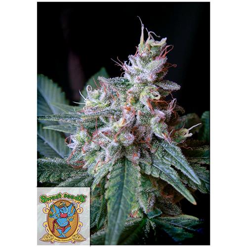 SWEET SEEDS - CREAM CARAMEL Fem. - 4 semi (3+1 omaggio)