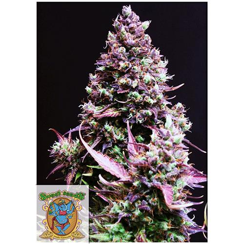 SWEET SEEDS - CREAM CARAMEL Auto - 4 semi (3+1 omaggio)