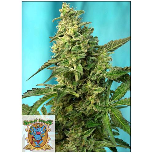 SWEET SEEDS - GREEN POISON F1 (Fast Version) Fem. - 4 semi (3+1 in omaggio)