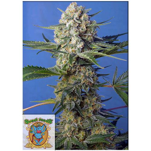 SWEET SEEDS - CRYSTAL CANDY F1 (Fast Version) Fem. - 4 semi (3+1 in omaggio)