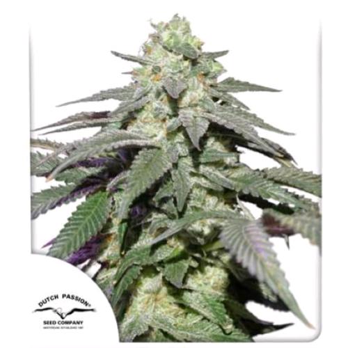 DUTCH PASSION - SKYWALKER HAZE AUTO - 3 semi