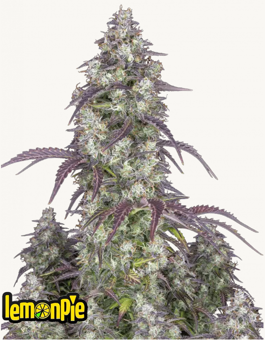 FAST BUDS - LEMON PIE AUTO - 1 seme