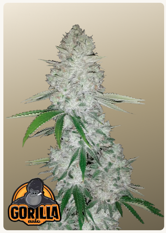 FAST BUDS - GORILLA AUTO - 1 seme