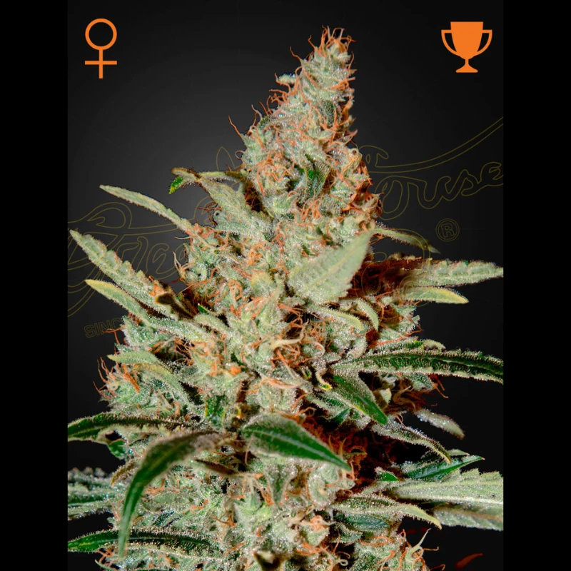 GREEN HOUSE SEEDS - CHEMDOG Fem. - 1 Seme