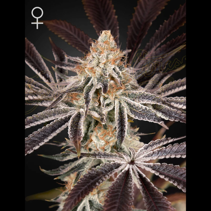 GREEN HOUSE SEEDS - DARK PHOENIX Fem. - 1 seme